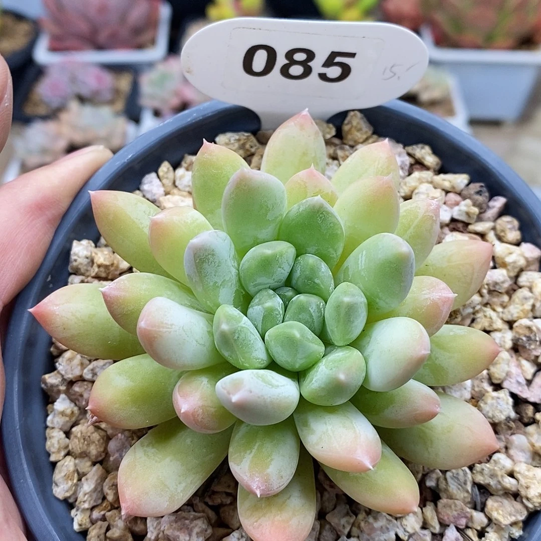 可以吗你说呢是我不知道的