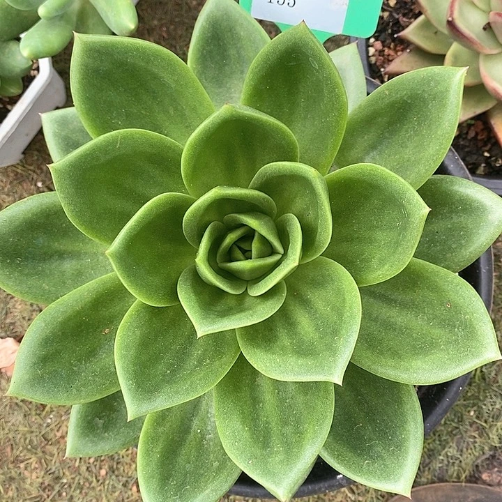 155-直播福利 翠花