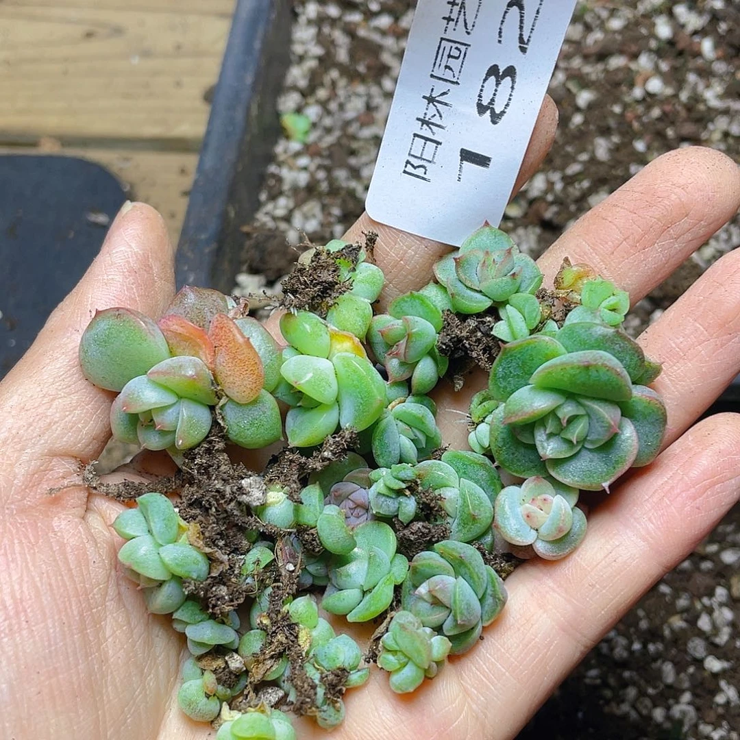 多肉植物多肉植物182