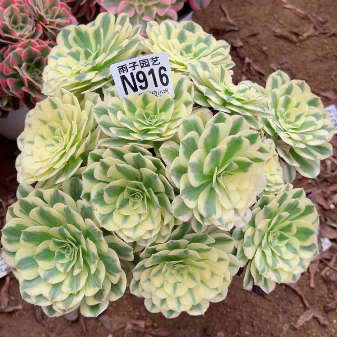 916迈巴赫尺寸20左右