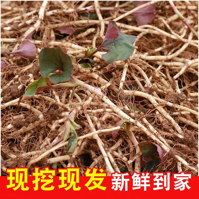 贵州当季折耳根鱼腥草新鲜现挖现发鱼腥草折耳根带泥节节嫩根
