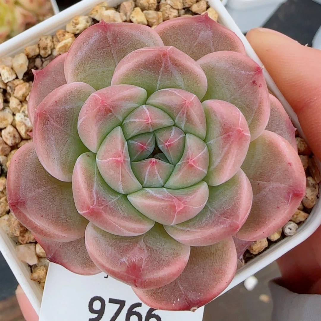 孤品，9766多肉植物
