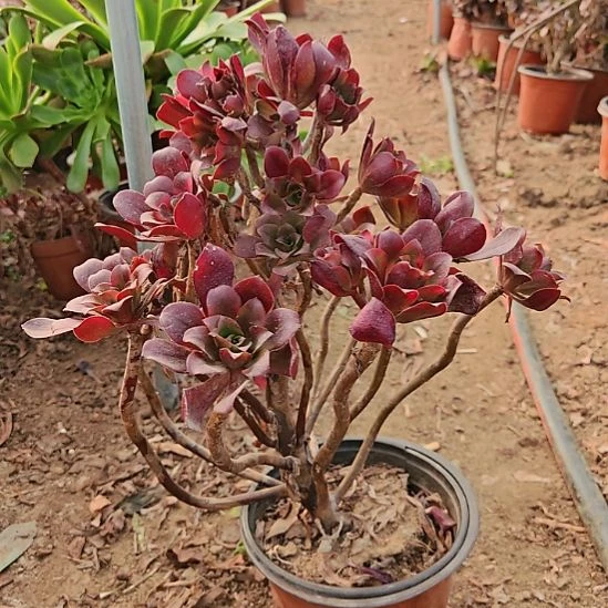 忆江南加急发货21