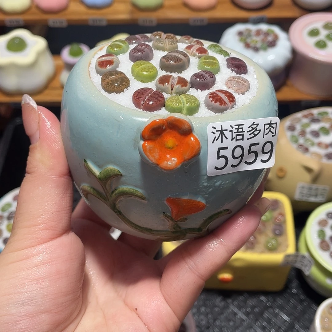 带盆土植物 一物一拍5959