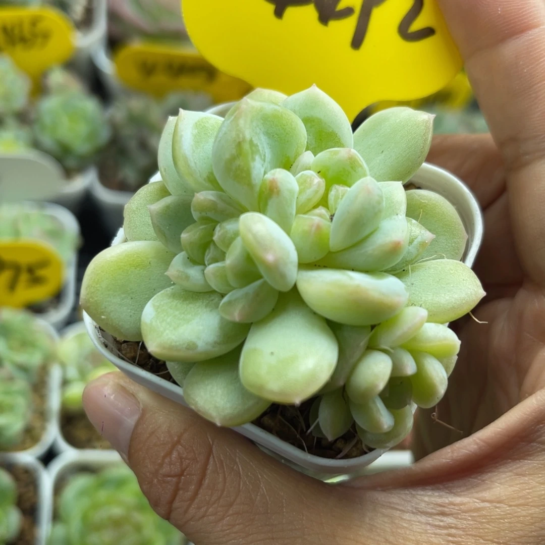 奶油财富3头群4492