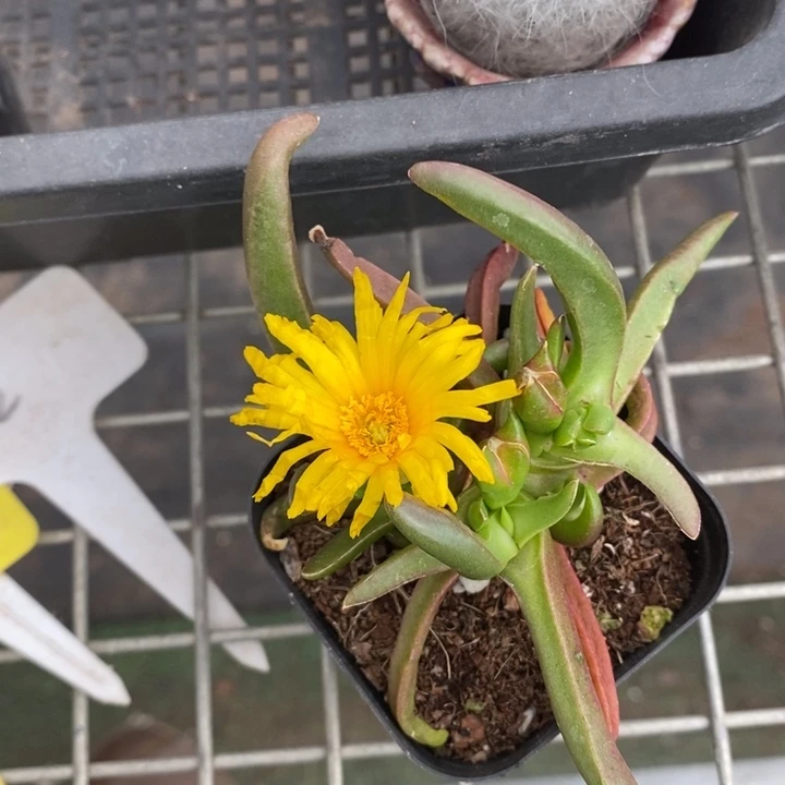 伯克利和格蕾纳等著名音乐家