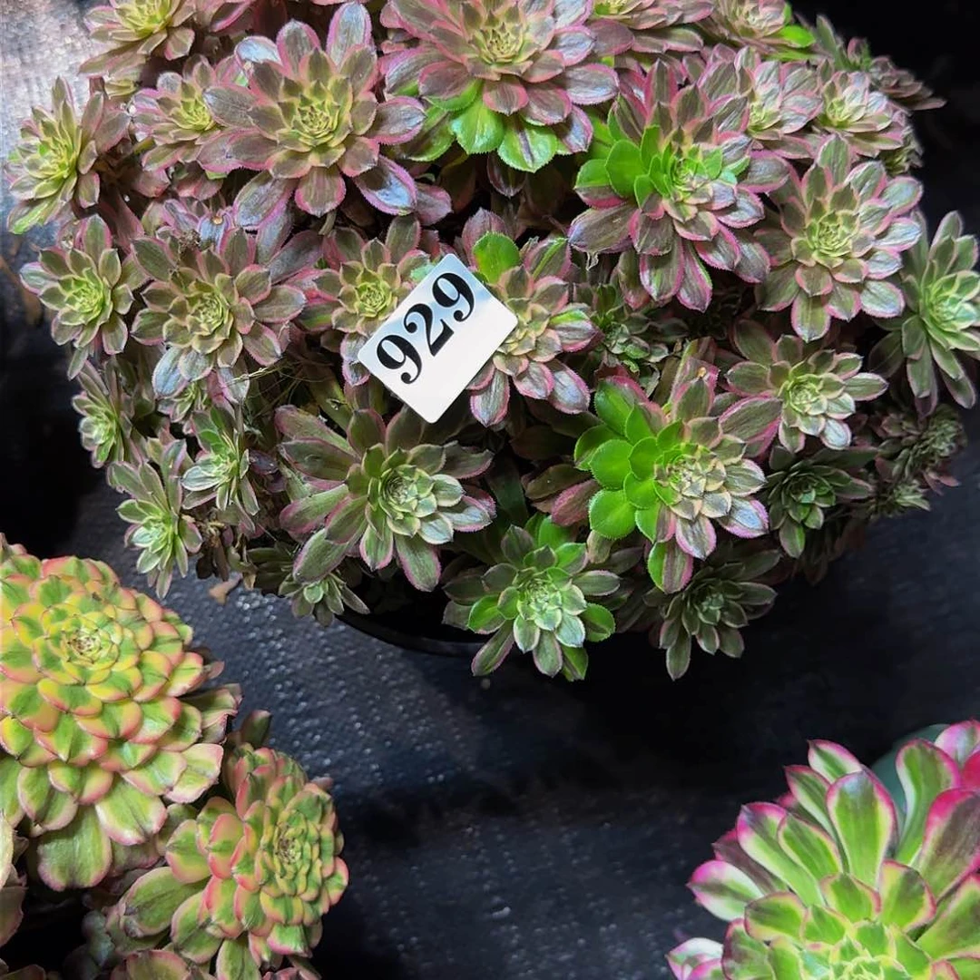 皮**师929多肉植物法师