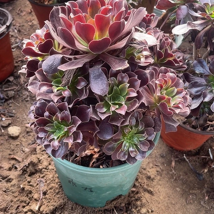 欧紫玫瑰玫瑰玫瑰