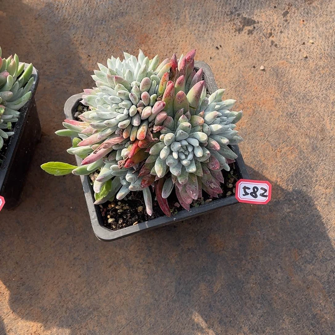 582仙女杯一物一拍多肉