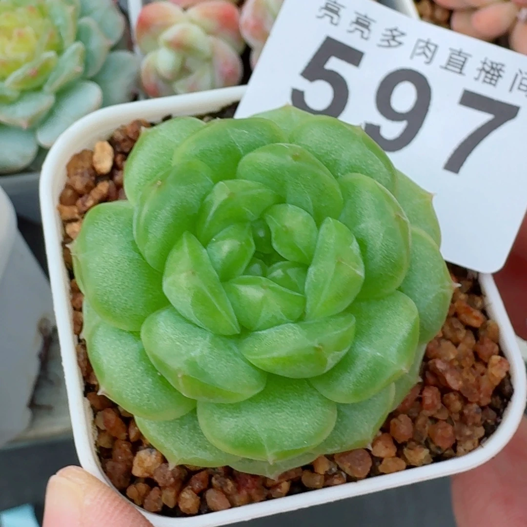 绿体珍妮            精美多肉植物