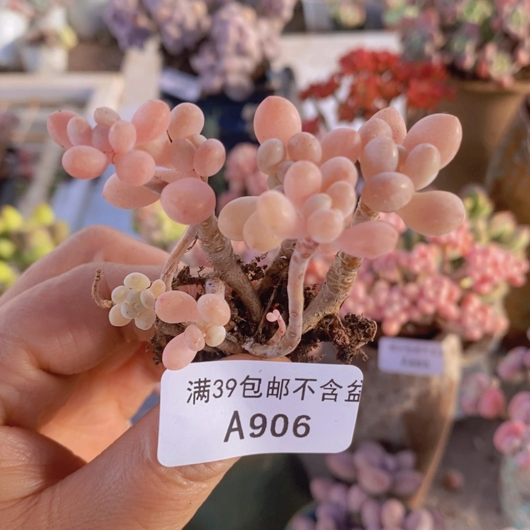 鱼子酱6cm906多肉植物