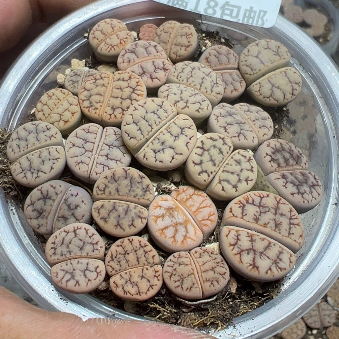 【闪购商品】 557。