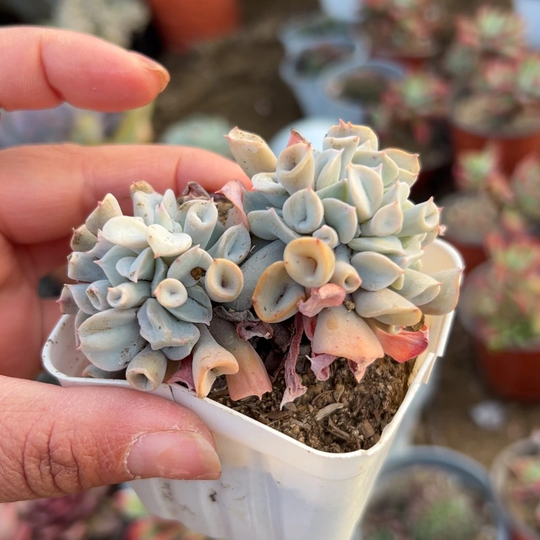 多肉植物多肉植物