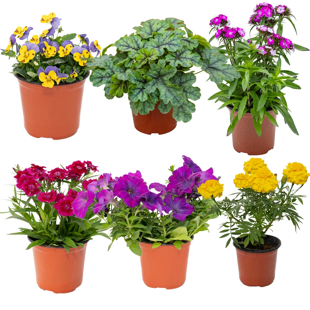 【花愣子福利】点赞随机角堇盆花一盆