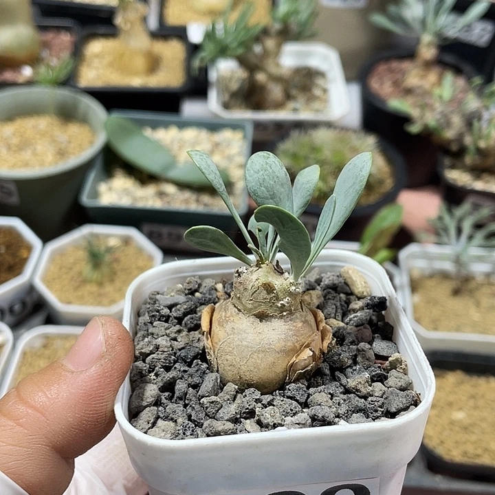 990产地开普敦厚墩菊