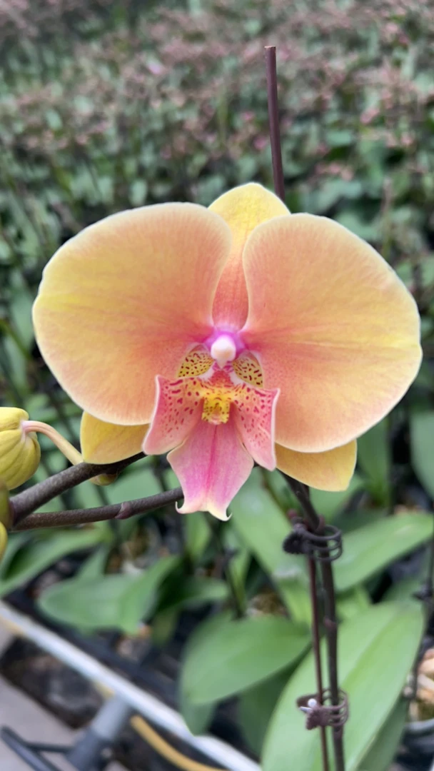 蝴蝶兰3.0杯（蜜桃508）一物一拍