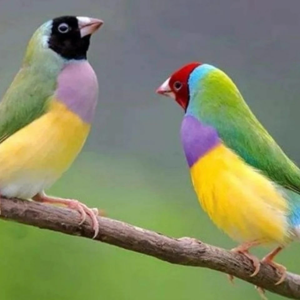 文鸟七彩高彩金背蓝背小宠物活体幼鸟彩色可爱漂亮