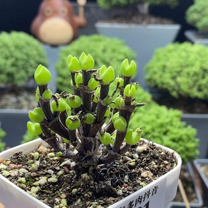 齐****枝干兔子8181枝干番杏