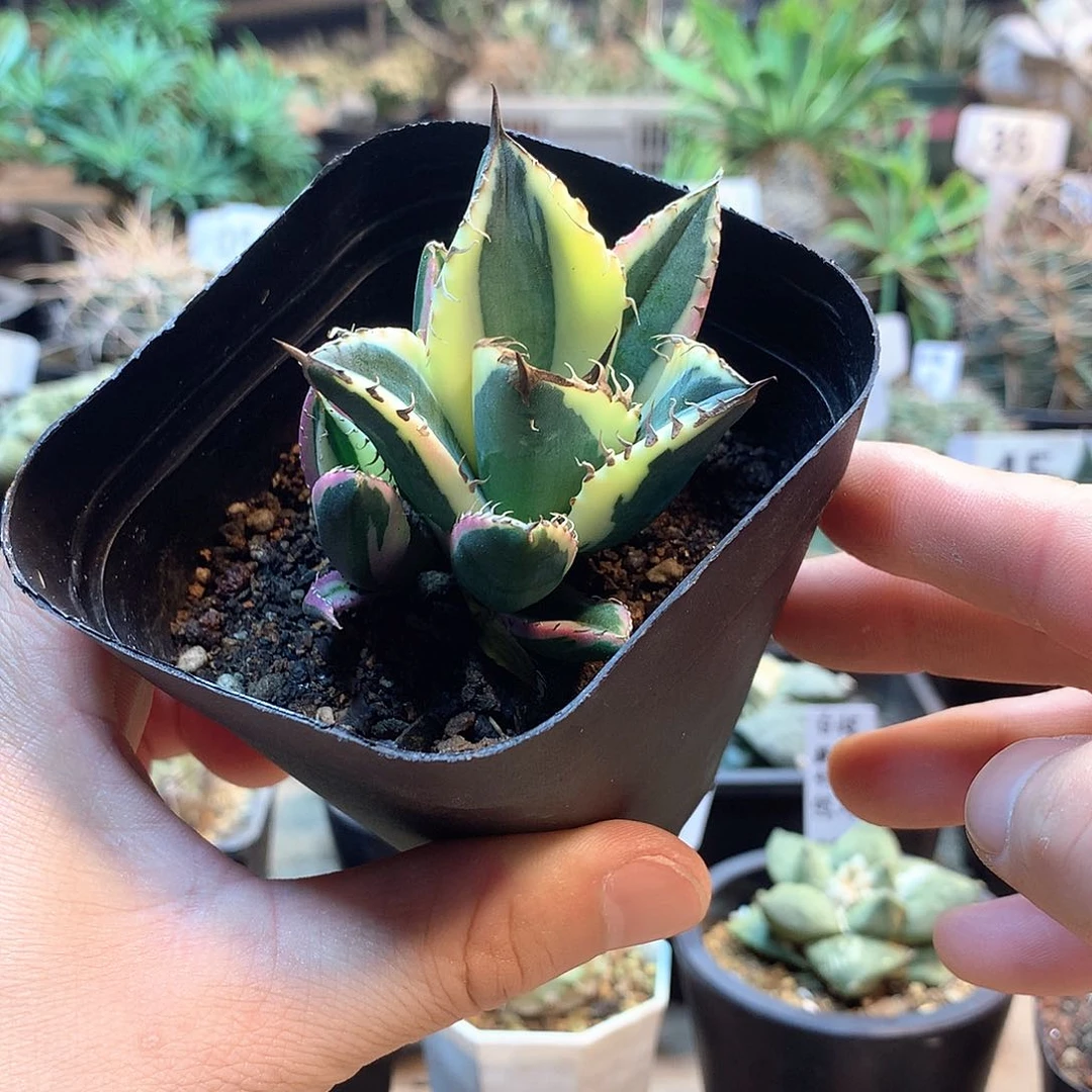 龅牙锦