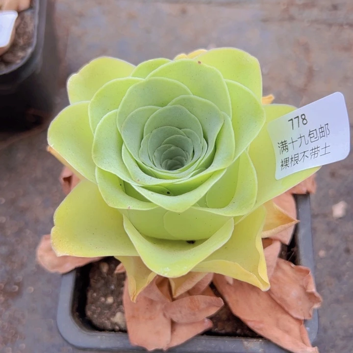 778 裸根不带土发货