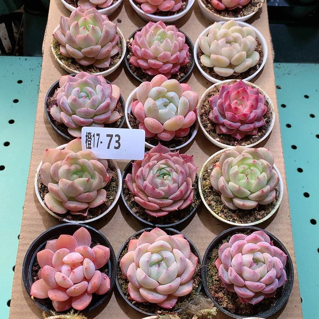 17-73一物一拍带盆18颗