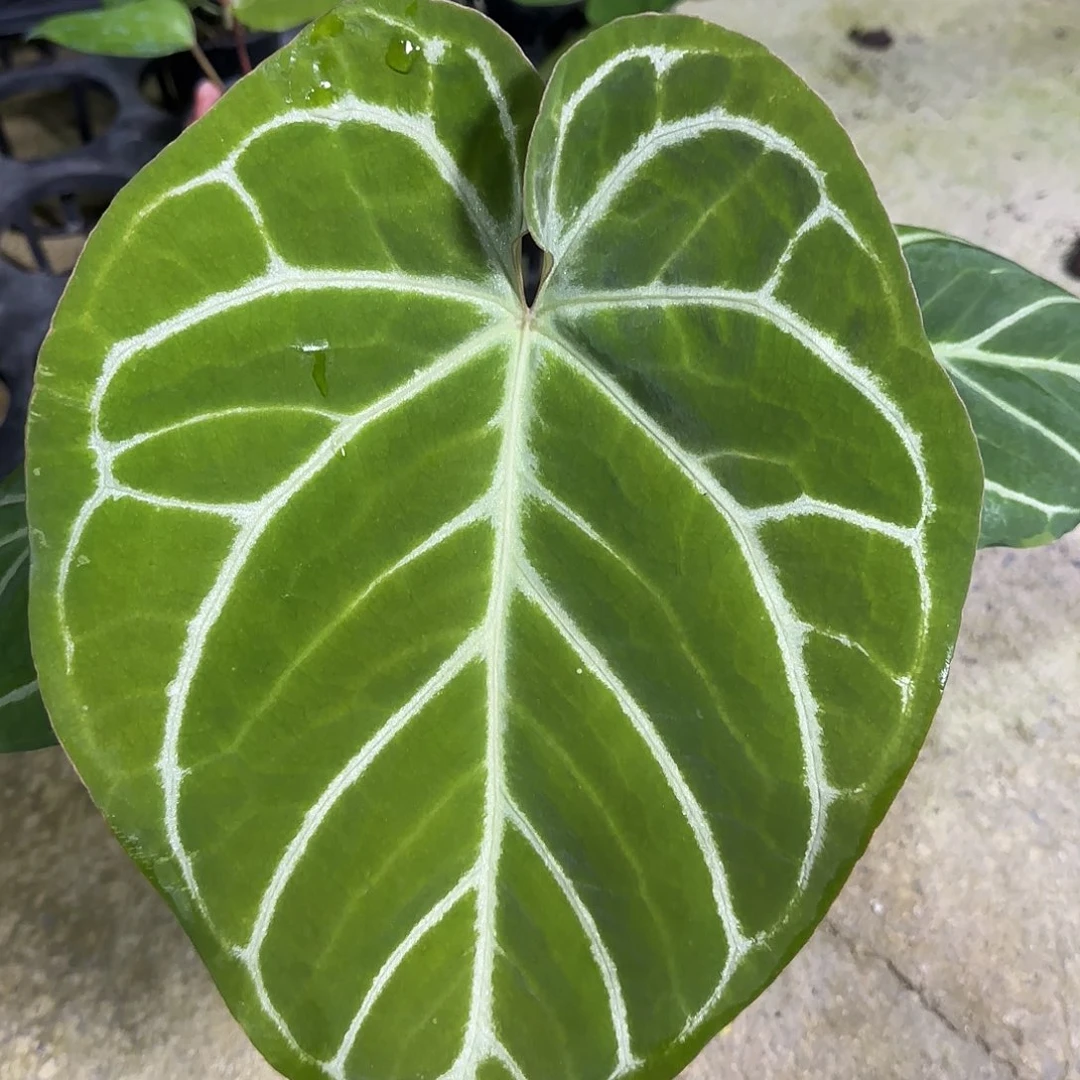 完全开放圆脸水晶