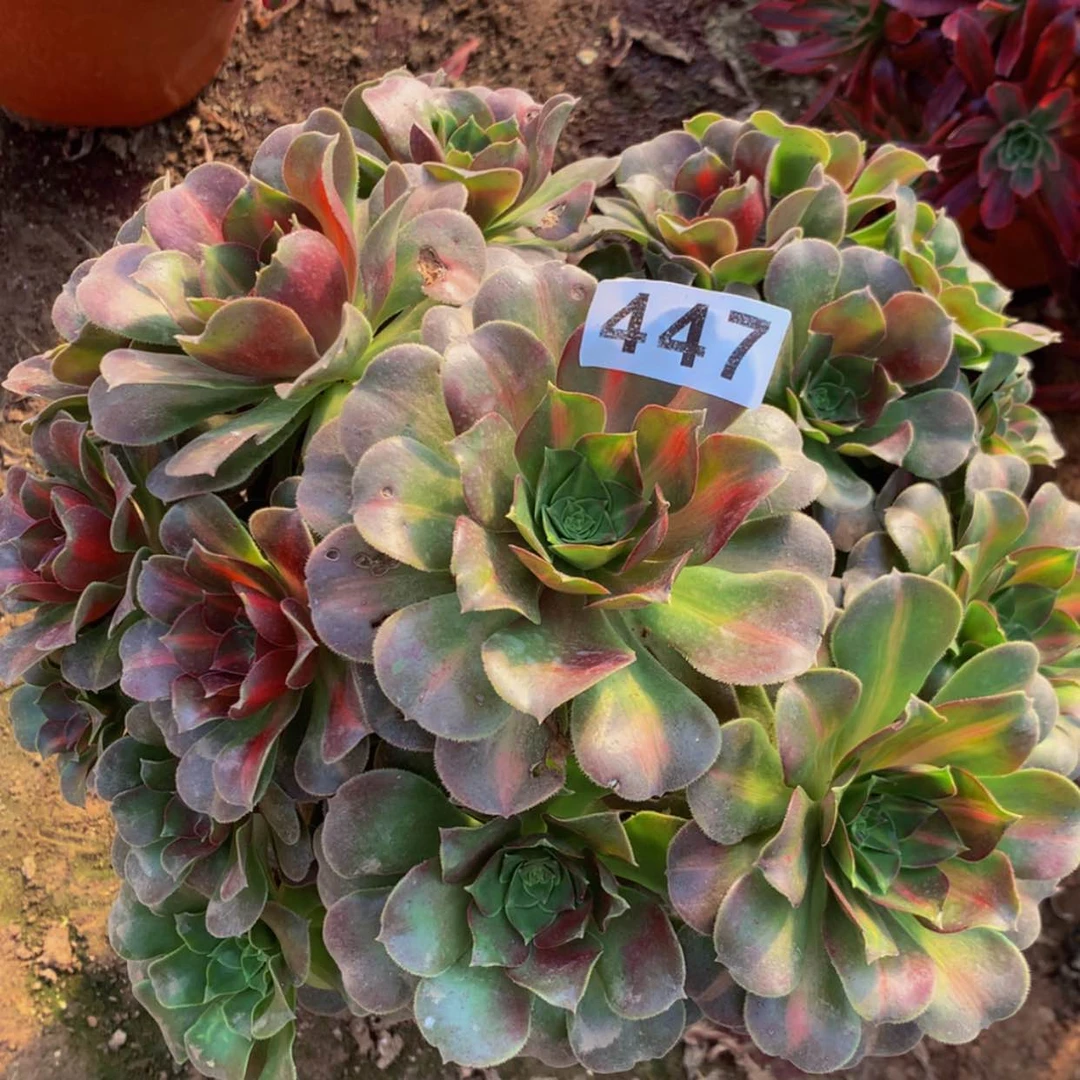 【闪购商品】447女巫中班多肉