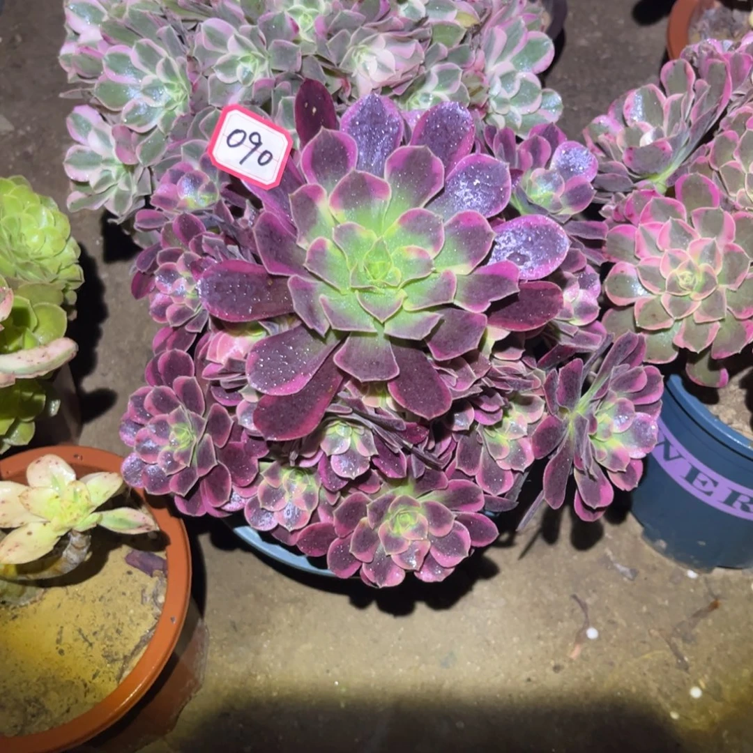 090多肉植物凤冠法师