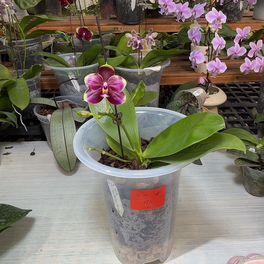 ****大部分开放少量花苞弥陀红虎