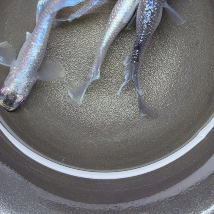 青鳉鱼礼服体外光23号