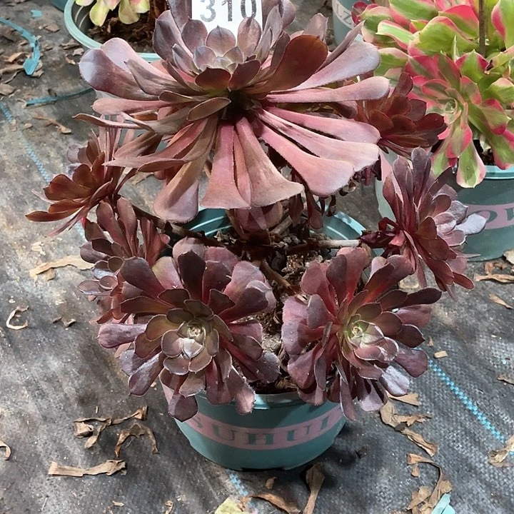 黑罗莉310   冠幅25