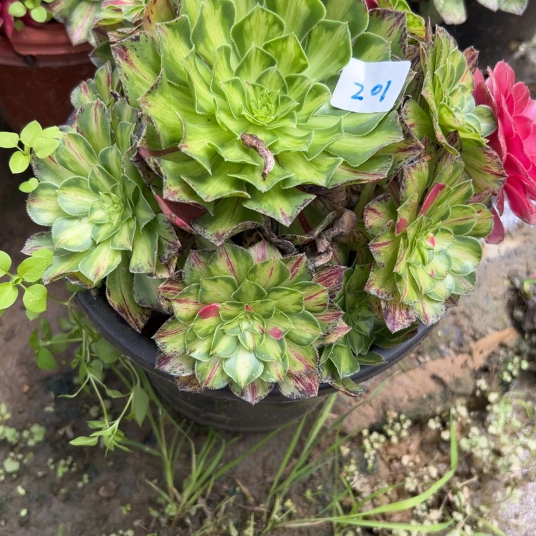 201知否多肉植物