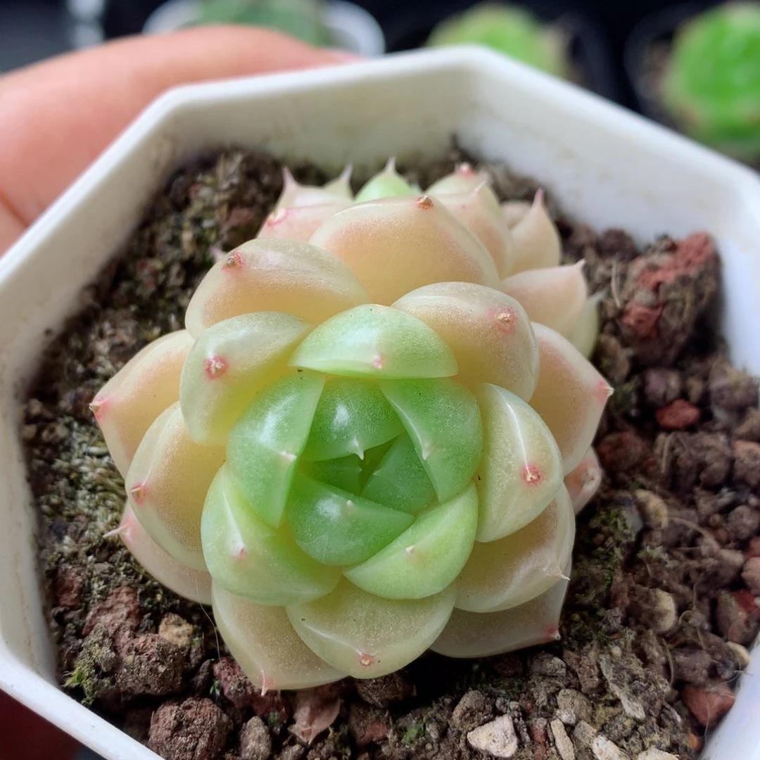 58包邮  群生不包整 2