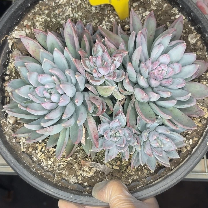 两单包邮，一物一拍171红蛋