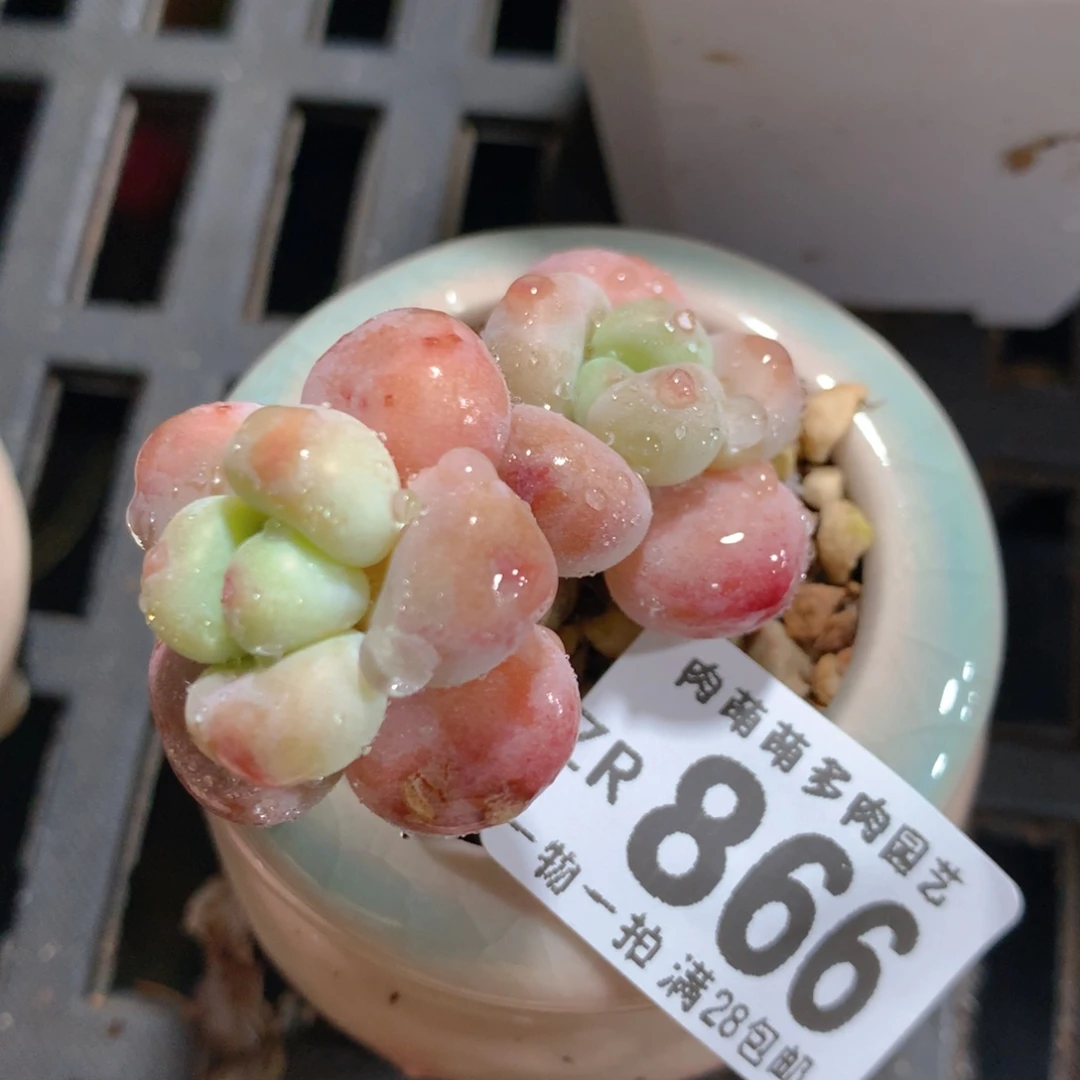 5CM拇指盆精控多肉ZR866