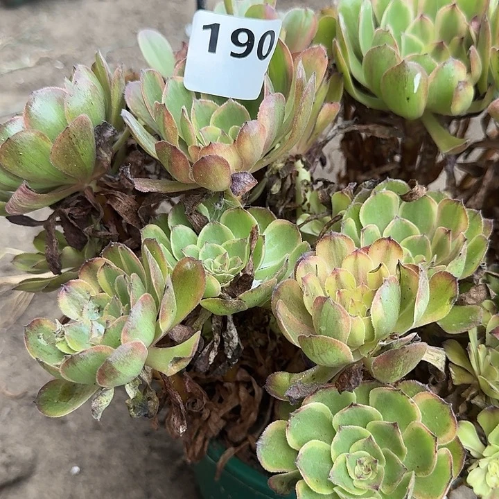 夏***༅190万圣节黄锦17-24发货