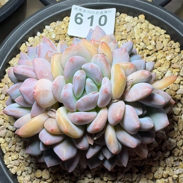 香橙群生整装无砍