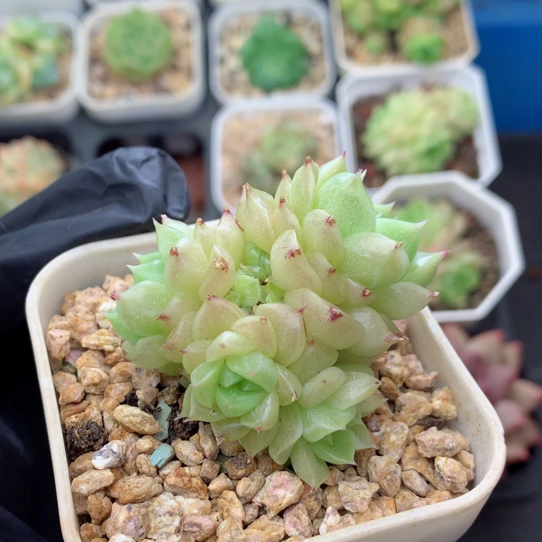 58包邮  群生不包整麦秆群155