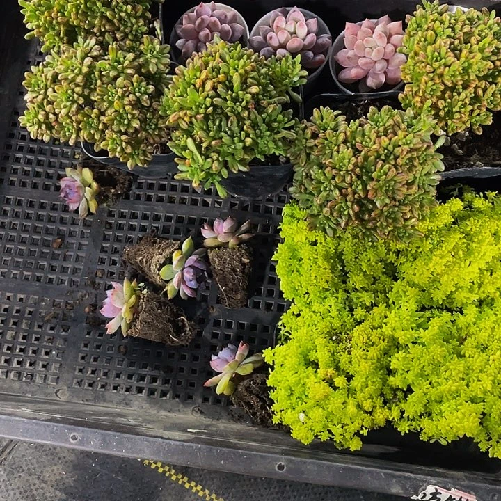 星***愿14号筐带盆土发货