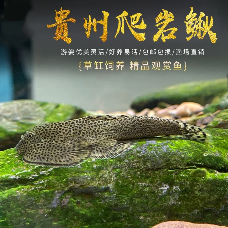 贵州爬岩鳅琵琶鱼双吸盘冷水清道夫不加温除藻鱼鱼缸清洁工原生鱼