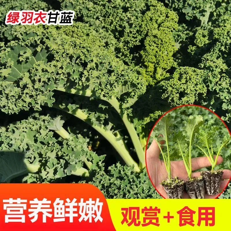 【一级大苗】羽衣甘蓝苗子蔬菜种苗寿光苗厂直供羽衣甘蓝苗秧苗