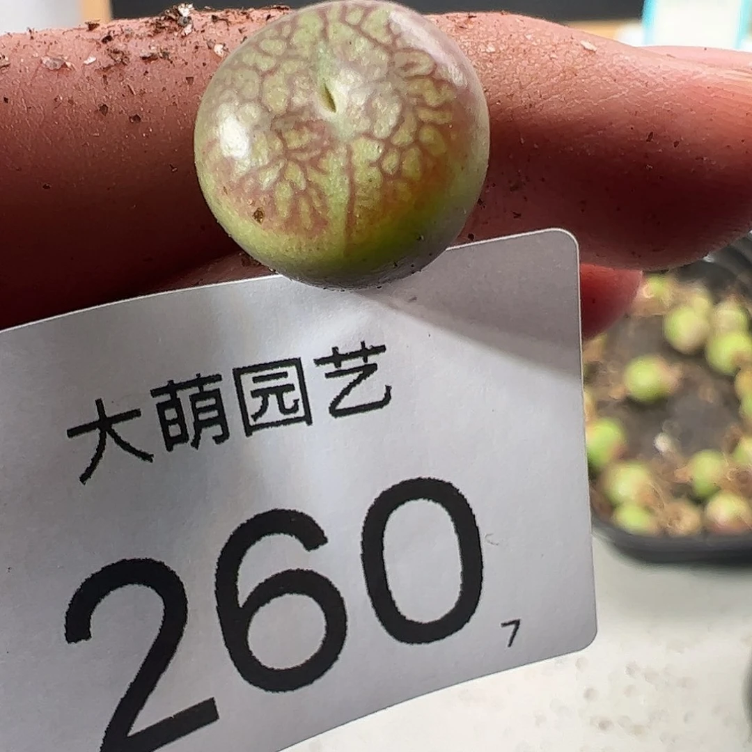 0000260 一物一拍……