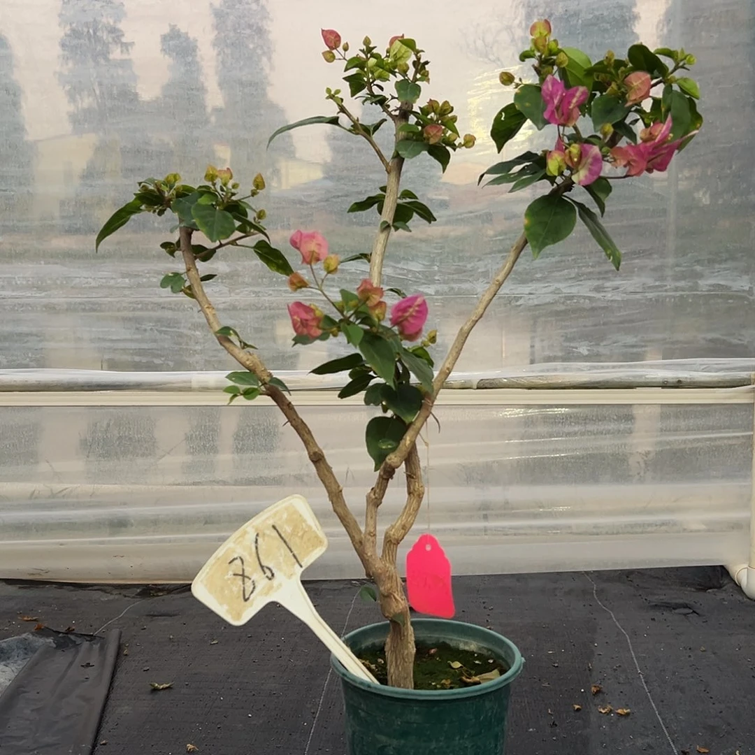 完全开放超级玛丽 原生小树头861