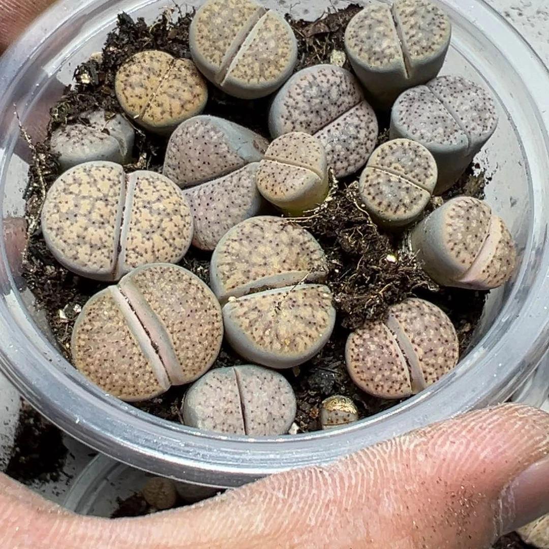 【闪购商品】小**理 101。