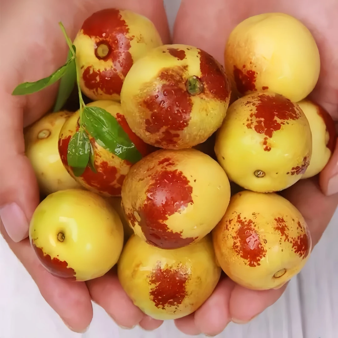 脆甜冰糖冬枣自然成熟新鲜现摘当季水果