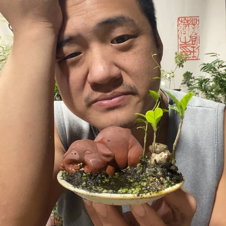 w***j以实际为准绿植盆景盆栽