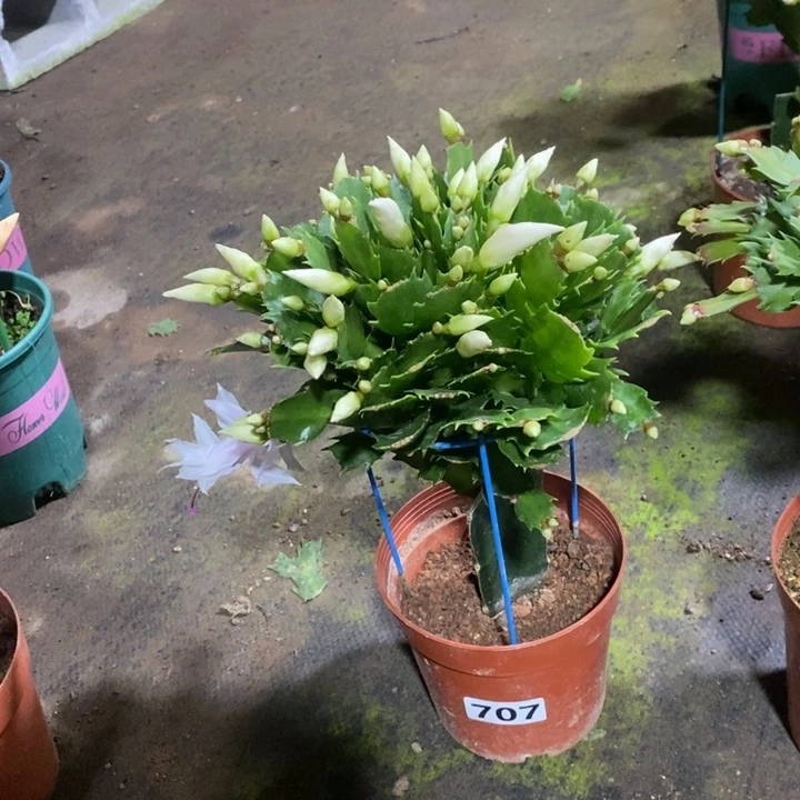 大部分花苞少量开放老*707白玛丽