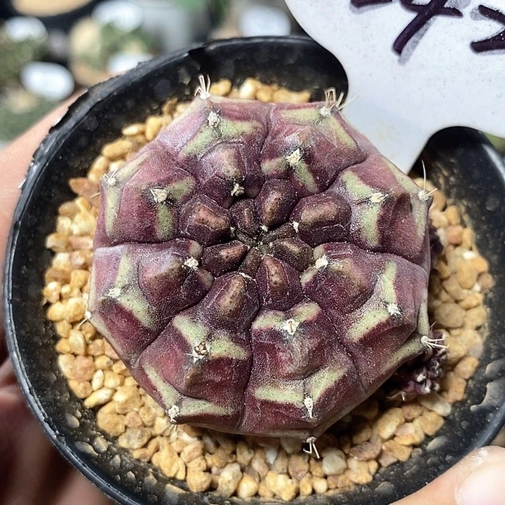晨****^专拍242号梦想