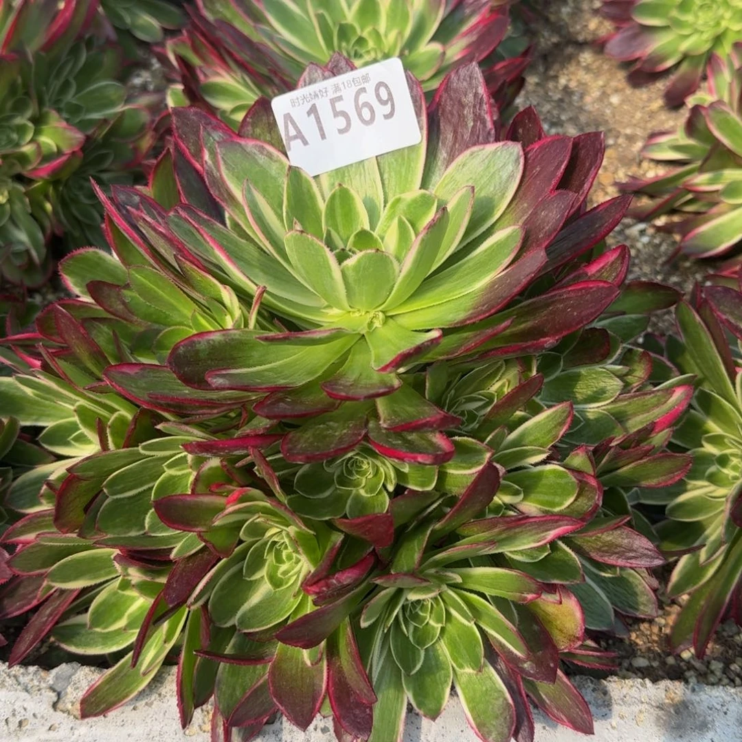 1569海王多肉植物