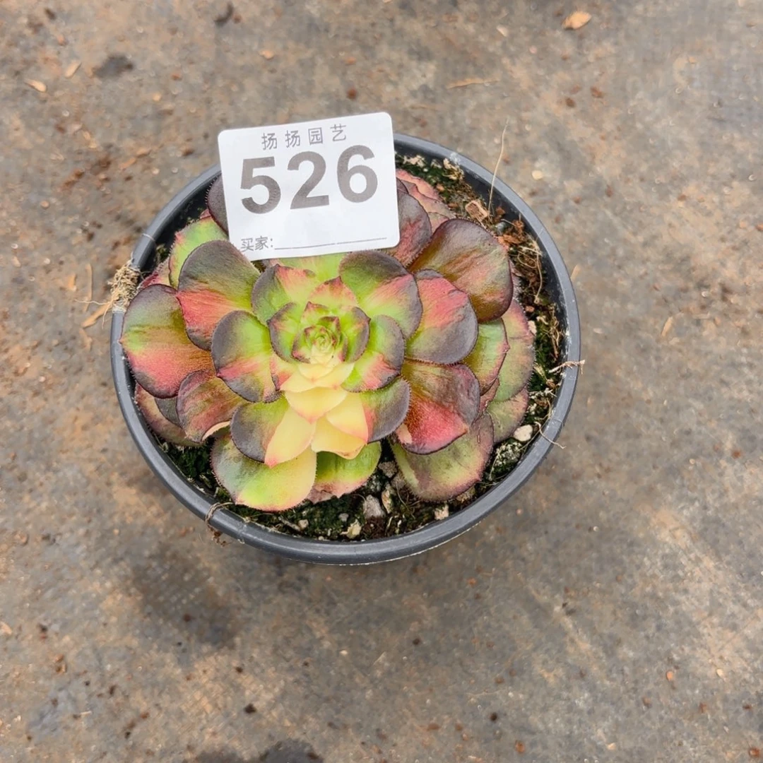 恬*12  526多肉法师